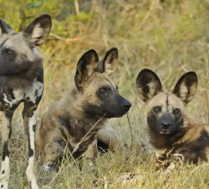 Perros salvajes africanos en el campamento Kwando Lebala, Botsuana | Go2Africa