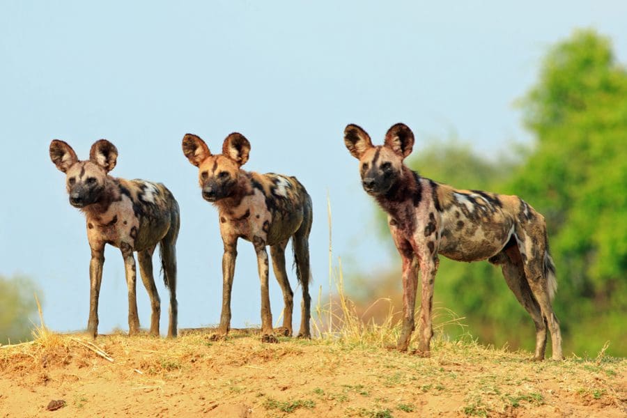 African Wild Dogs in Madikwe Game Reserve, South Africa | Go2Africa