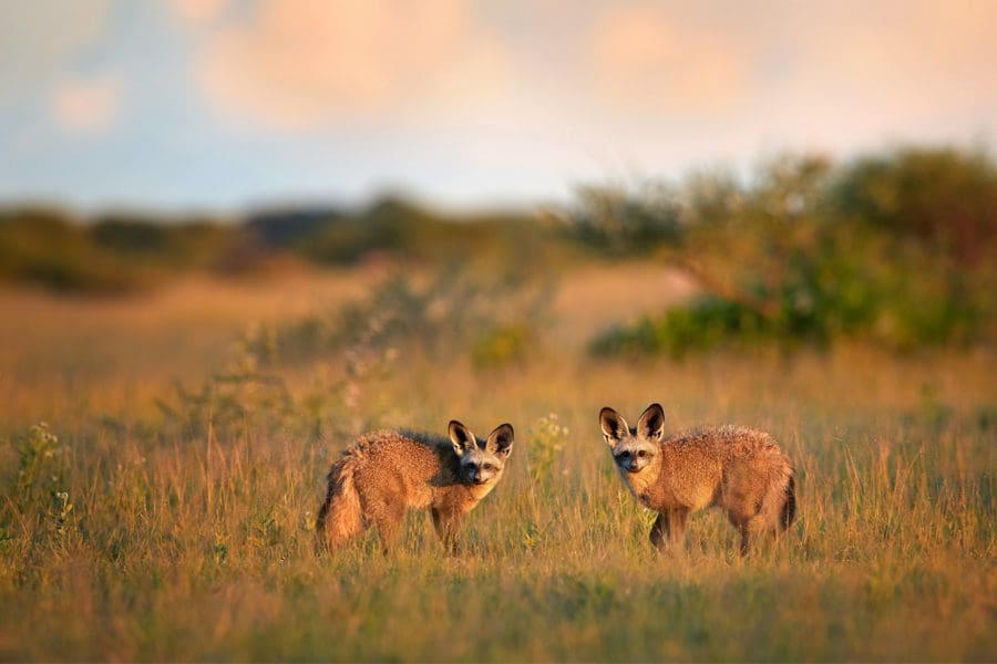 Bat-Eared Fox, South Africa | Go2Africa