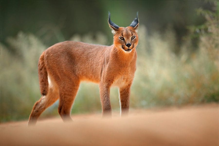 A Caracal in Cape Town, South Africa | Go2Africa
