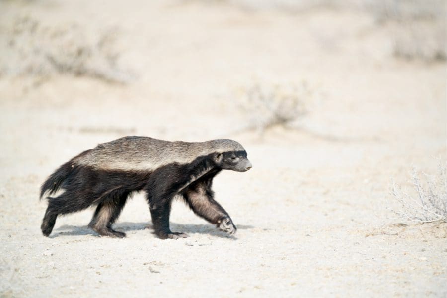 A Honey Badger in Central Kalahari Game Reserve, Botswana | Go2Africa
