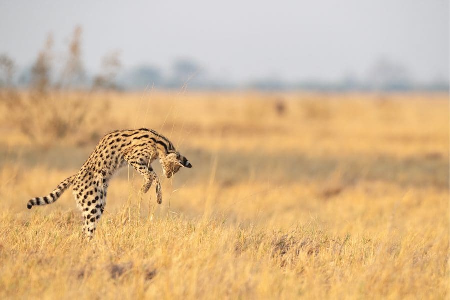 A Serval in the Serengeti, Tanzania | Go2Africa
