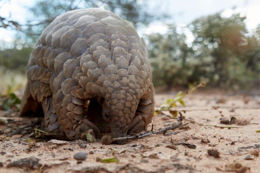 Pangolin sightings, southern Africa | Go2africa
