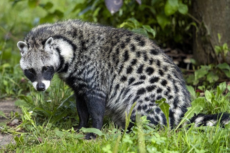 An African Civet In Chobe National Park, Botswana | Go2Africa