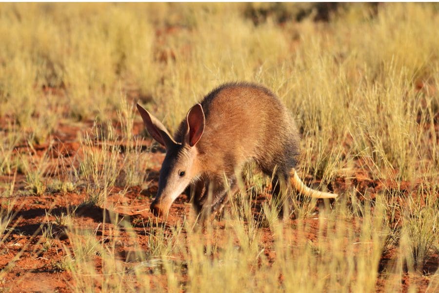 An Aardvark in Samara Game Reserve, South Africa | Go2Africa