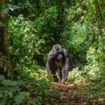 Senderismo con gorilas, Ruanda.