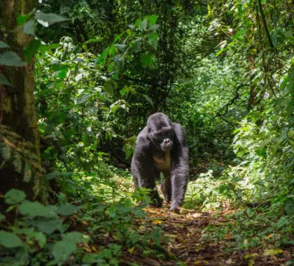 Senderismo con gorilas, Ruanda.