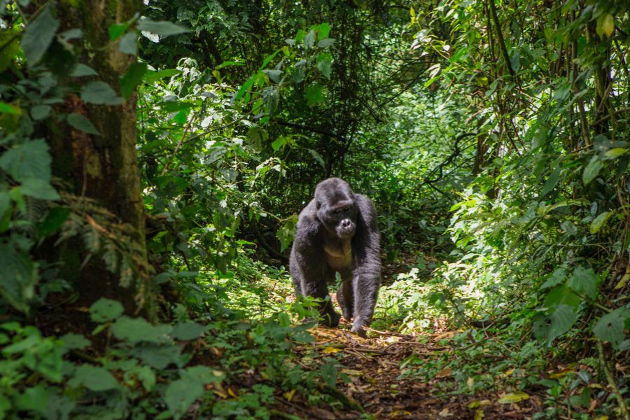 Gorilla trekking, Rwanda | Go2Africa