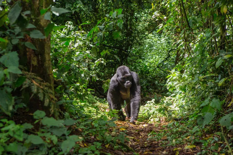 Trekking con gorilas, Ruanda | Go2Africa