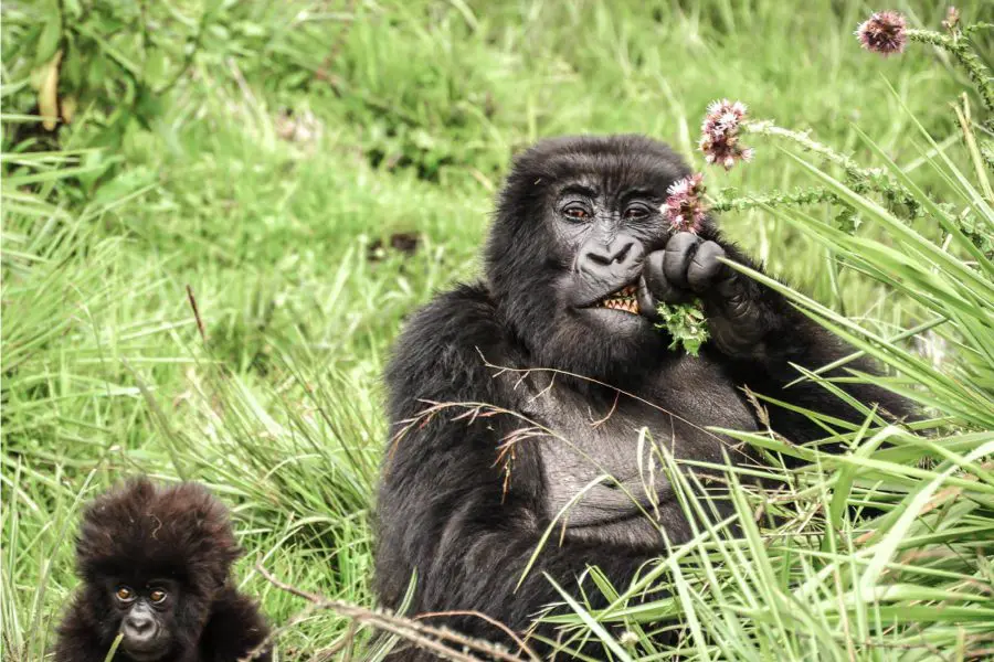 Gorilla trekking at Dian Fossey Gorilla Fund Campus, Rwanda | Go2Africa