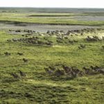 Migración al Kalahari.