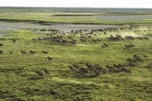 Migración al Kalahari.