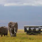 Game drive.