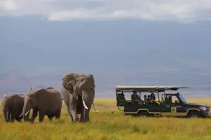 Game drive.
