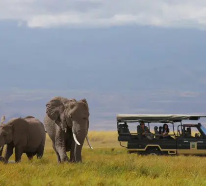 Safari.