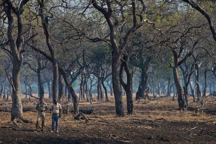 Safari a pie con Shawa Luangwa Camp en Zambia | Go2Africa