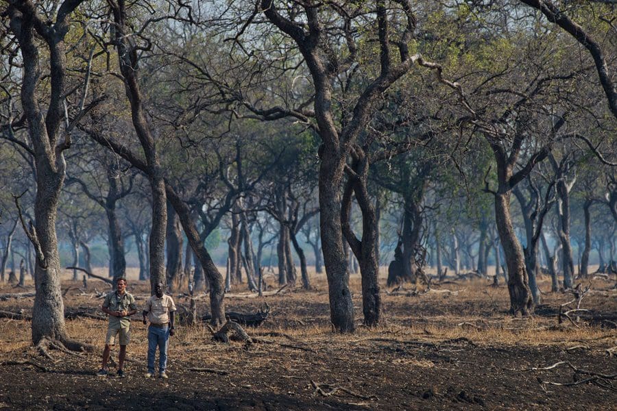 Walking safari with Shawa Luangwa Camp in Zambia | Go2Africa