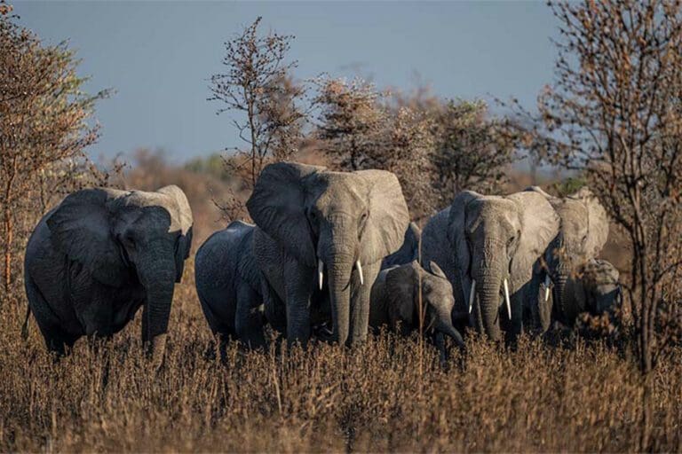 The biggest of the Big 5.