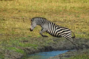 Cebra saltando sobre un charco.