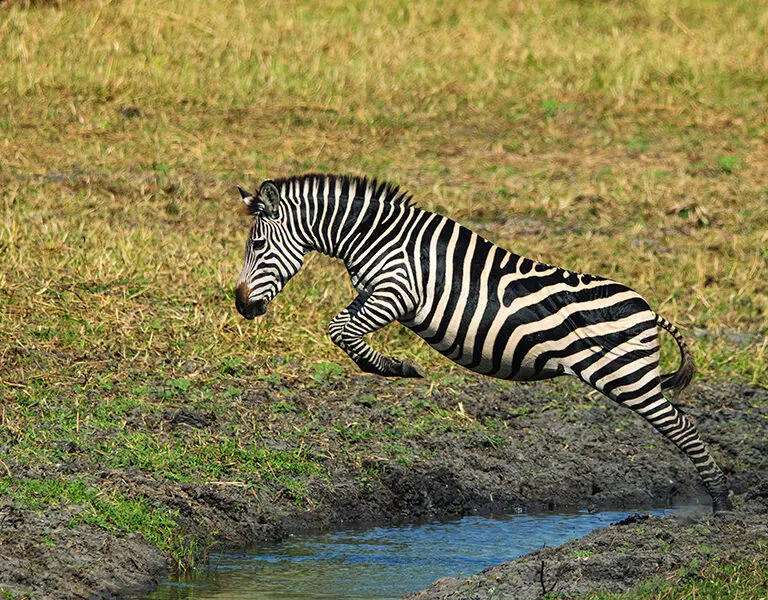 Zebra leaping over a puddle.