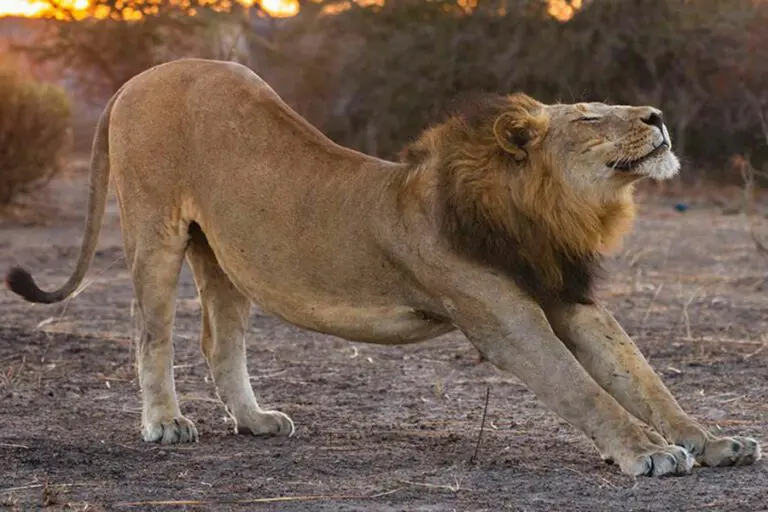 Predator viewing.