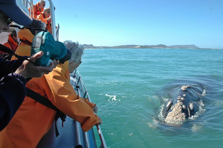 Boat-based whale watching in South Africa | Go2Africa