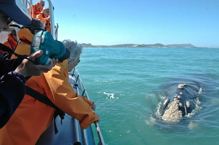 Avistamiento de ballenas en barco en Sudáfrica | Go2Africa