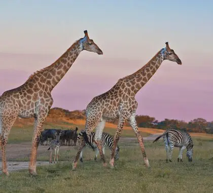 Wildlife  at Arathusa.