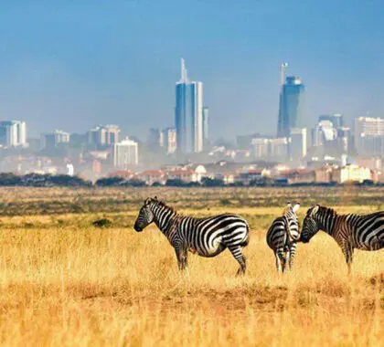 Visite la única reserva natural urbana del mundo, el Parque Nacional de Nairobi.