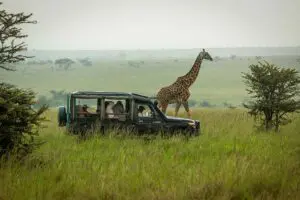 Game drives.