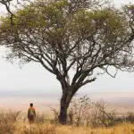 Safaris a pie.