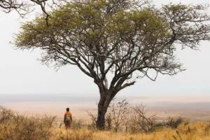 Walking safaris.
