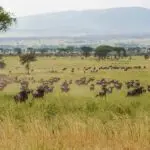 Manadas masivas de ñus.