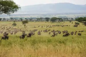 Massive wildebeest herds.
