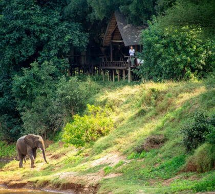 Elefante en el exterior del Pafuri Tented Camp.