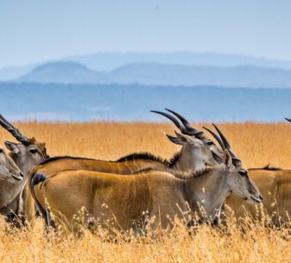 Eland in the Masai Mara, Kenya | Go2Africa