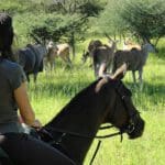 Paseos a caballo en Royal Tree Lodge.