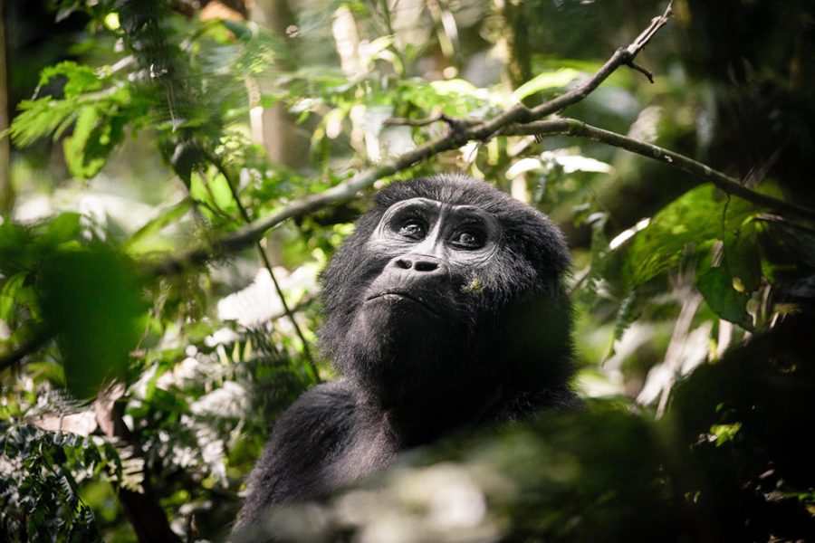 Gorilla trekking in the rainforests, Uganda | Go2Africa