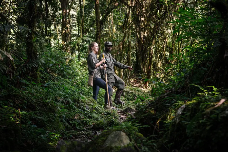 Gorilla trekking with a guide in the forest, uganda | go2africa