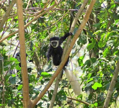 Colobus monkey near Ngare Sero Mountain Lodge.