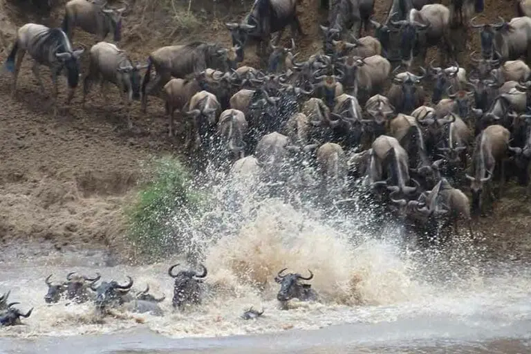Olakira Camp The Great Migration river crossing.