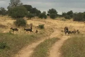 Avistamiento de perros salvajes.