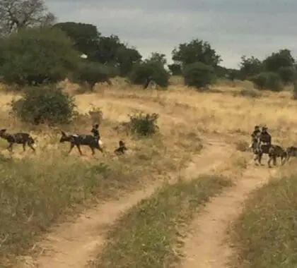 Avistamiento de perros salvajes.