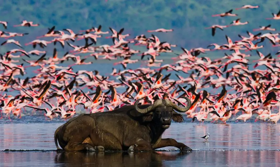 Buffles au lac Nakuru, Kenya | Go2Africa