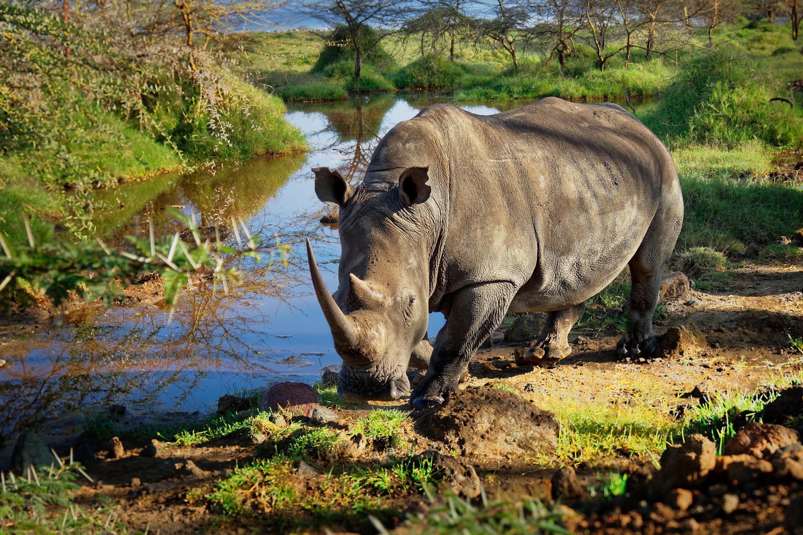 Rhino in Lake Nakuru National Park, Great Rift Valley | Kenya | Go2Africa 