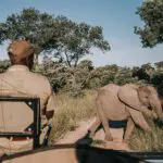 Incredible game viewing in Sabi Sands.