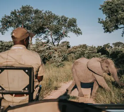 Increíble avistamiento de animales en Sabi Sands.