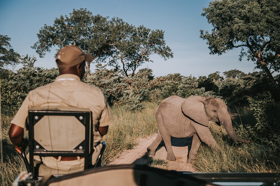 Game drive at Simbambili Game Lodge in the Kruger, South Africa | Go2Africa