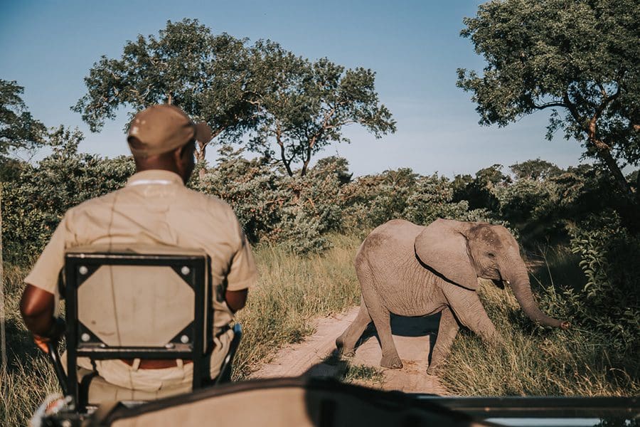 Safari en el Simbambili Game Lodge en el Kruger, Sudáfrica | Go2Africa