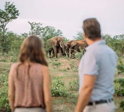 Aproxime-se da vida selvagem no The Wallow Lodge.